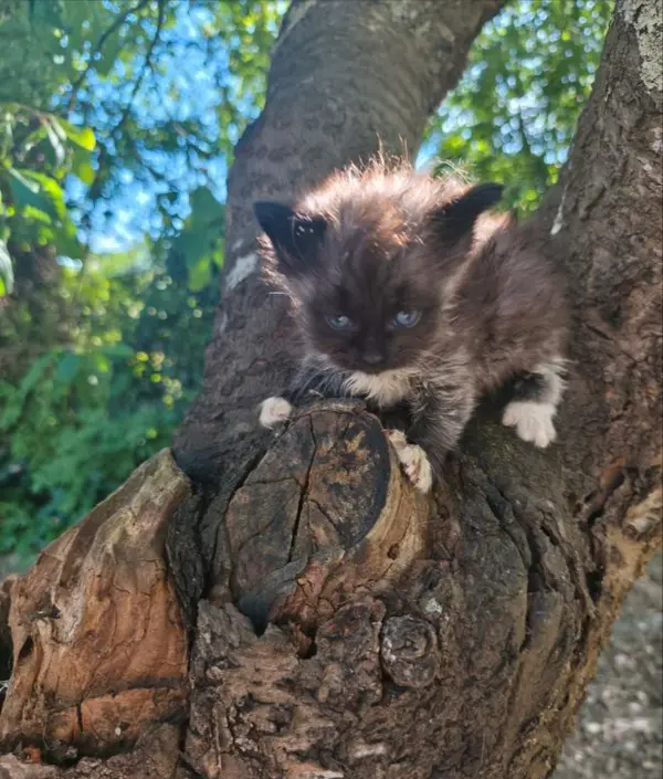 Chaton Sib&eacute;rien m&acirc;le LOOF 2