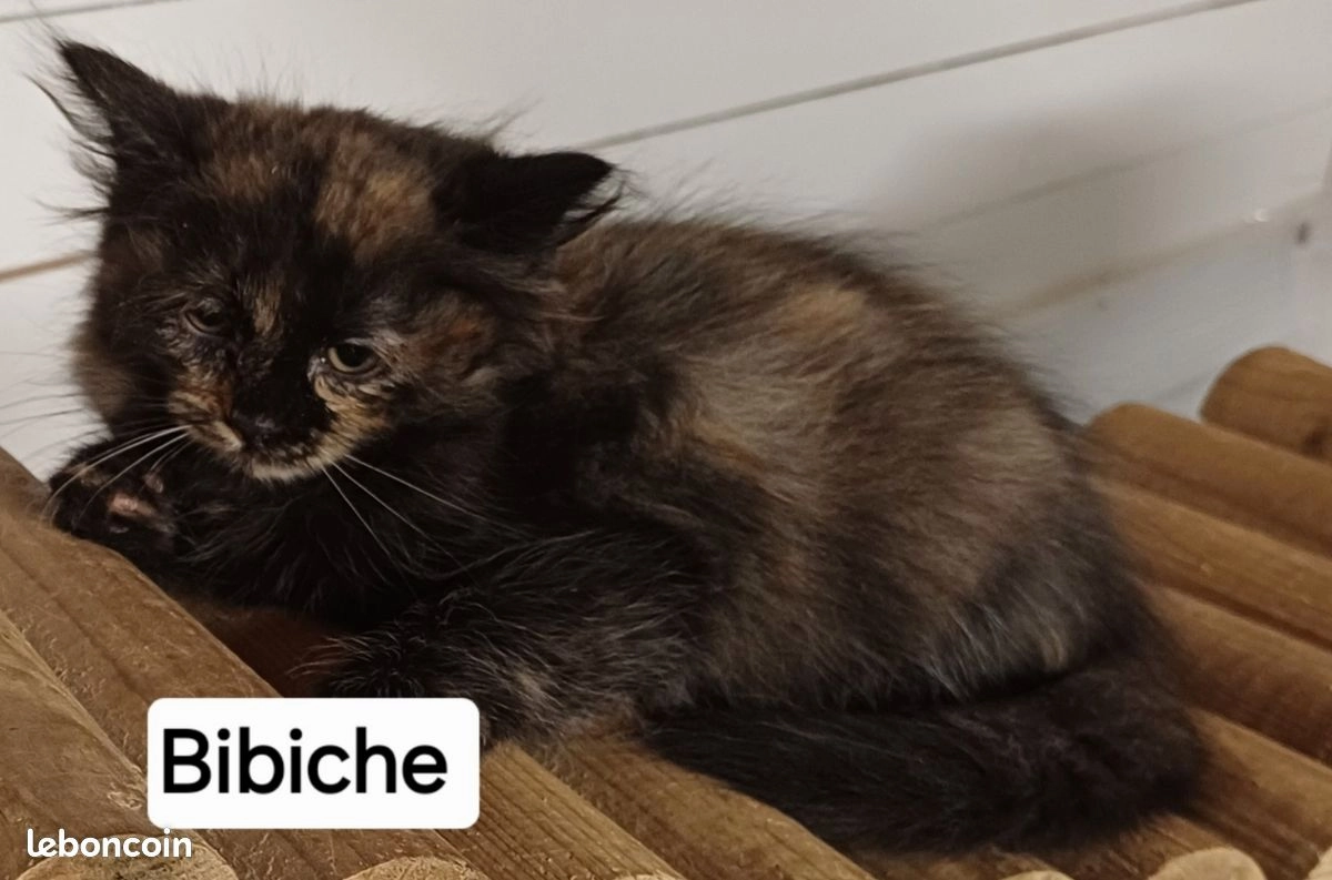 Chaton sibérien LOOF femelle Black tortie