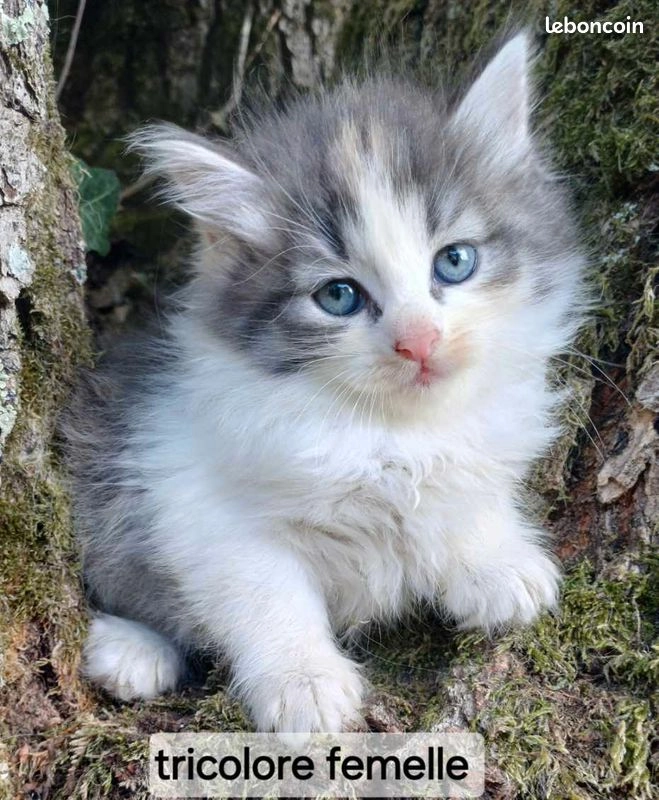 Chatons sibériens LOOF