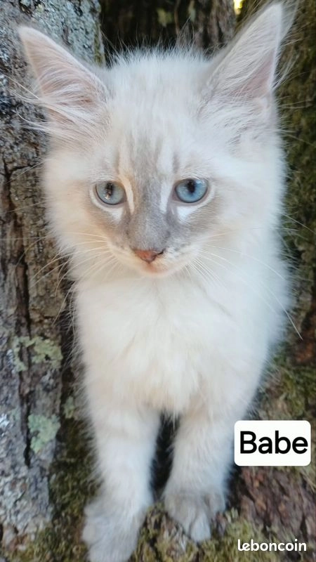 Chaton sib&eacute;rien loof