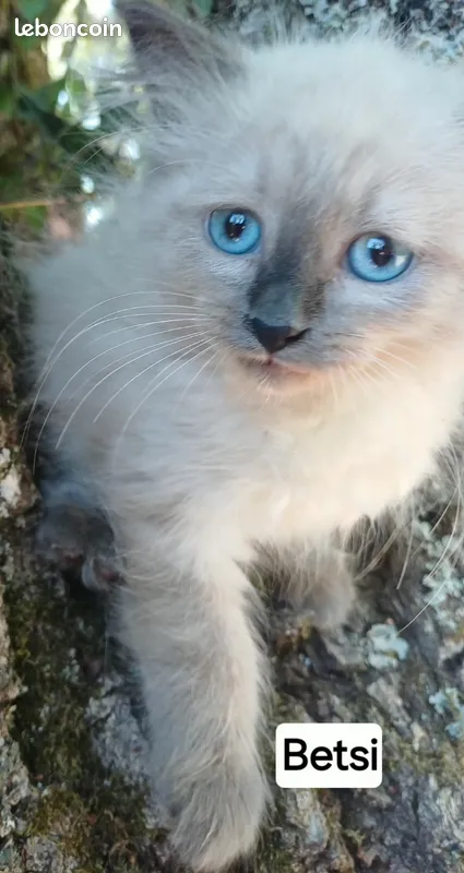 Chaton sib&eacute;rien femelle LOOF seal point