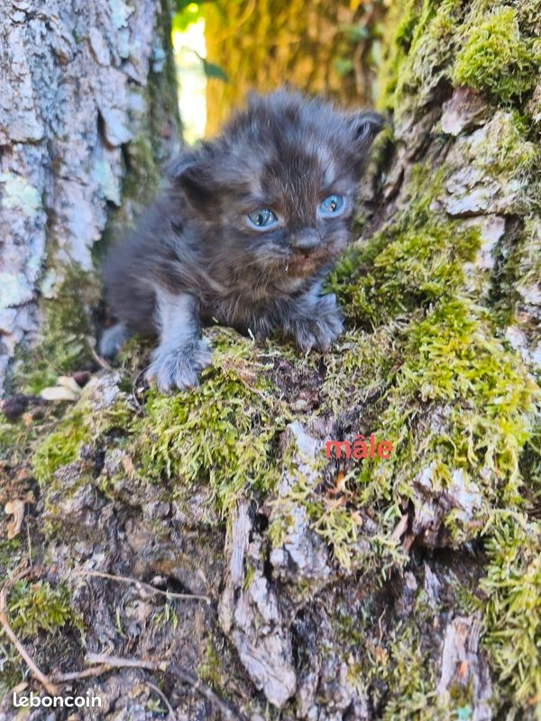 Chaton Sib&eacute;rien LOOF 4