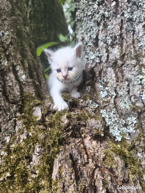Chaton Sacr&eacute; de Birmanie 2