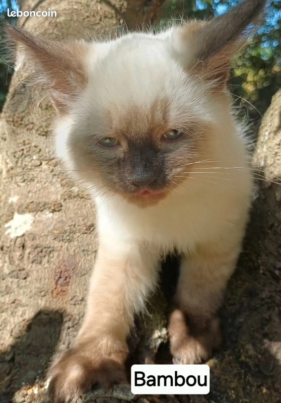 Chaton sib&eacute;rien LOOF m&acirc;le