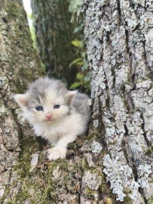 Chaton Sib&eacute;rien 2