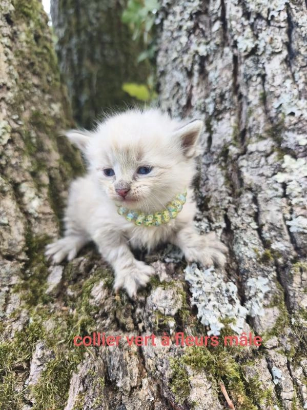 Chaton Sib&eacute;rien 1